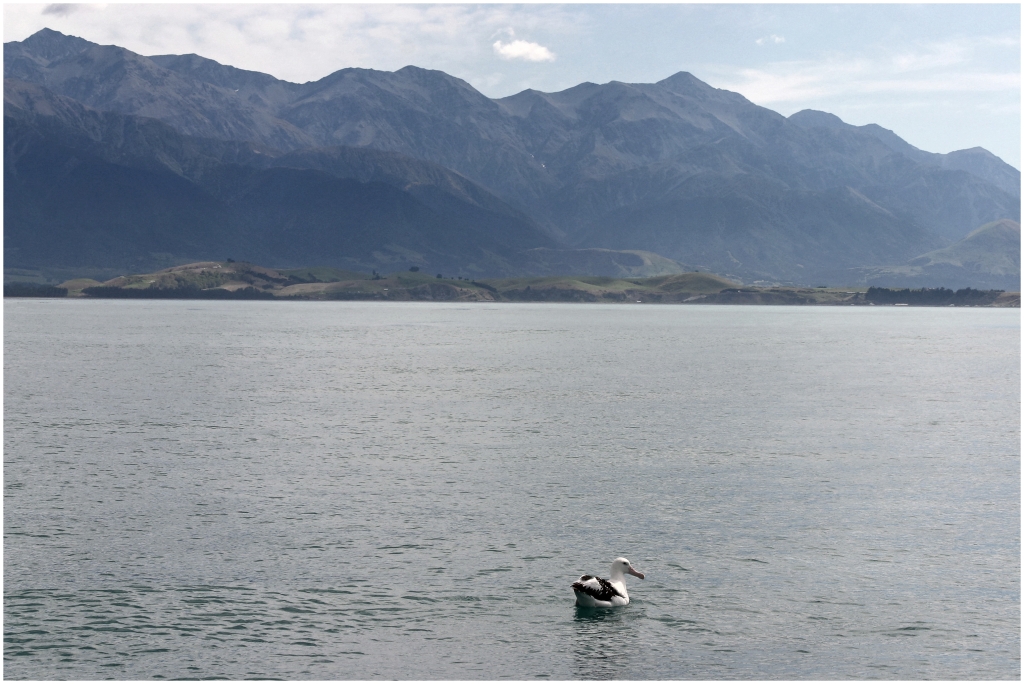 14 - Kaikoura (33) - Albatros Royal.jpg